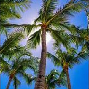 Meet your Posher, Joy